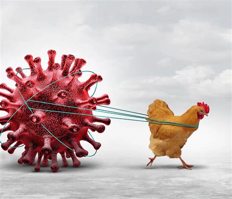 Bird Flu (Avian Influenza) .